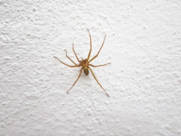 Picadura de araña de rincón: ¿Cómo actuar?