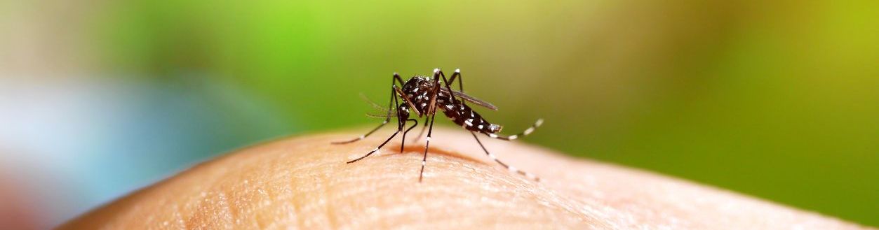 Cómo prevenir el dengue: consejos para viajeros