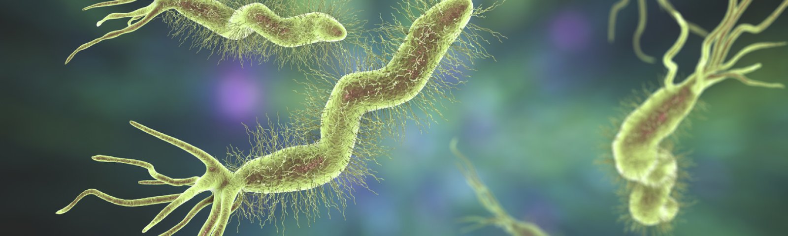 Helicobacter pylori: Síntomas y tratamiento